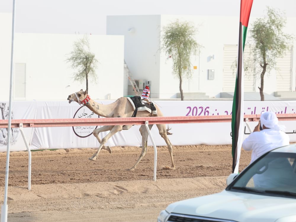 "كيف" تحصد الكأس و"التيار" يحلق ببندقية "الإيذاع" بمهرجان العين للهجن