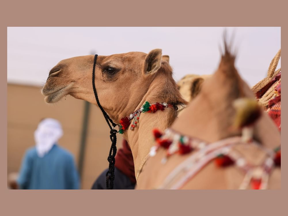 775 جائزة  بمزاينة مدينة زايد ضمن مهرجان الظفرة  