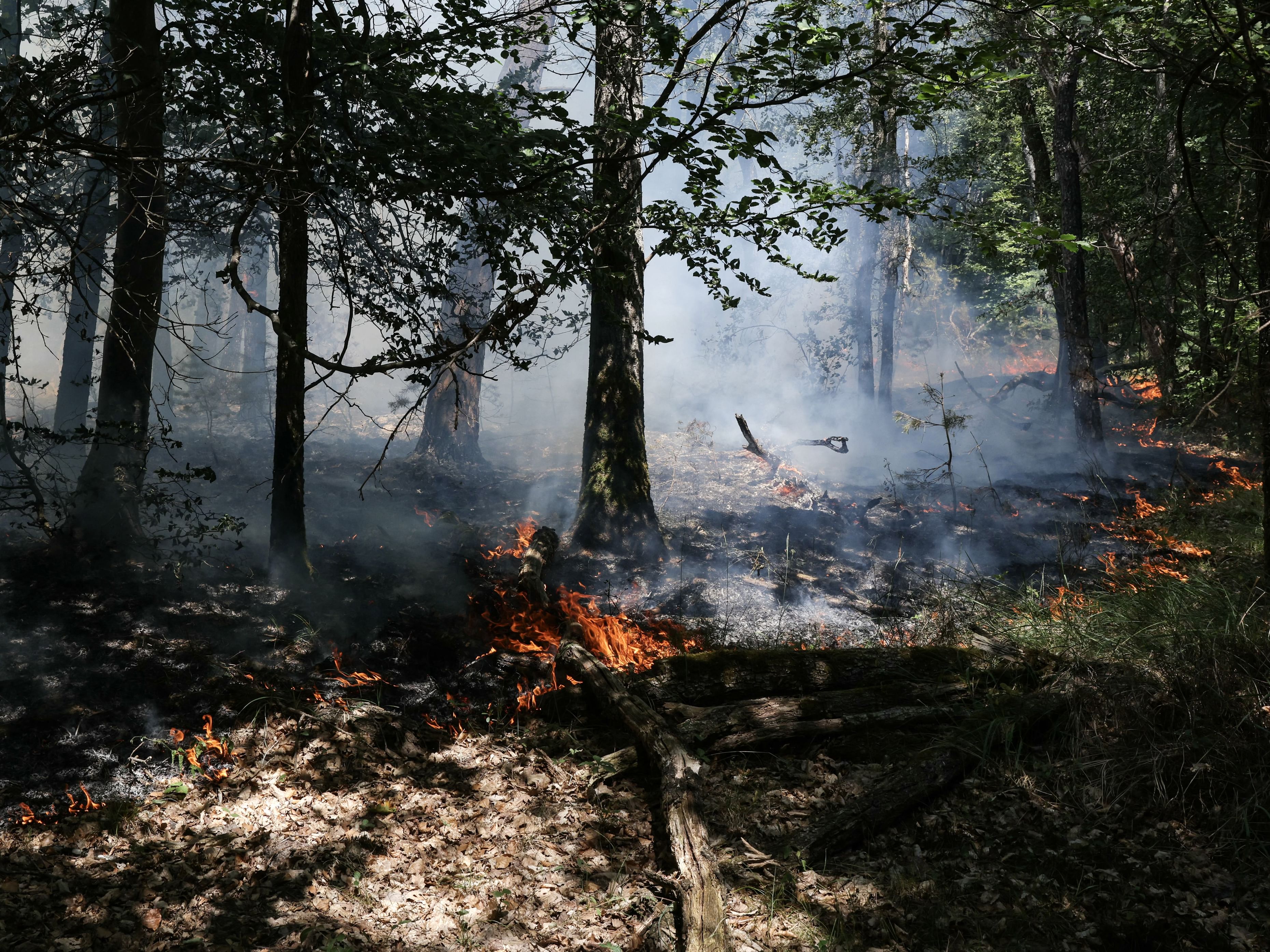 Wildfires ravage over 1,300 hectares of historic forest near Paris