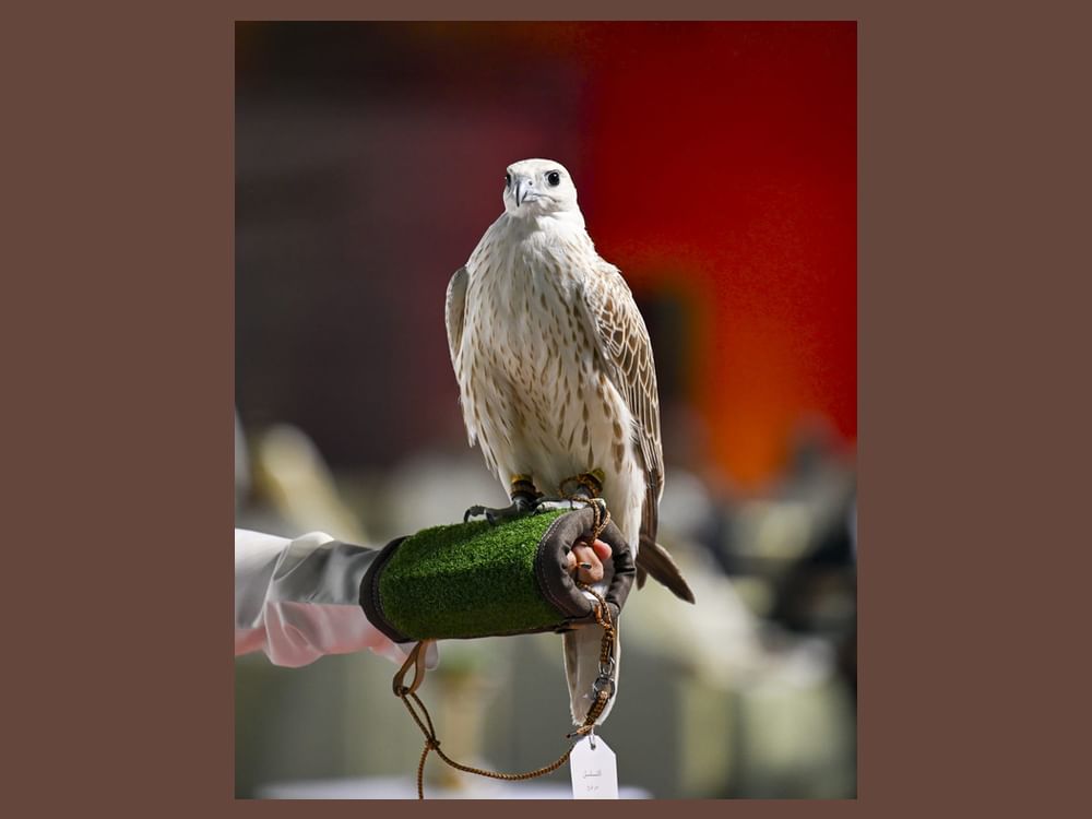 3 أشواط للصيد بالصقور في "ألعاب الماسترز" بأبوظبي