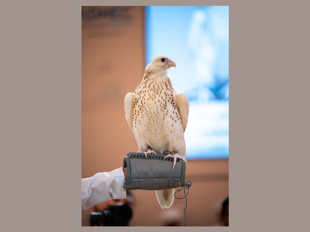 Falcon sold for AED1.1 million at ADIHEX