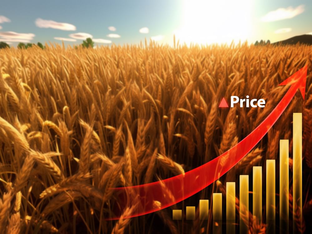 European wheat rises as Black Sea export hopes fade