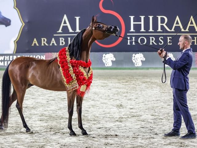 بطولة الشراع الدولية لجمال الخيل العربية تنطلق غدا في أبوظبي