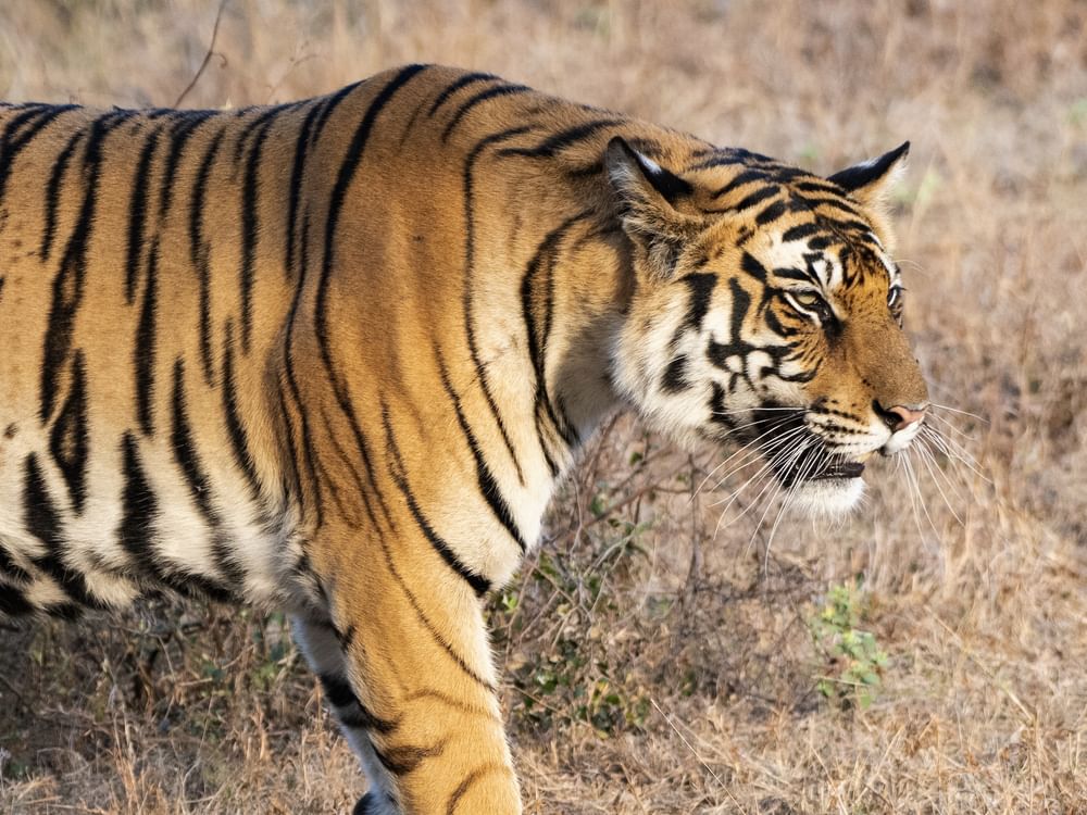 Tiger kills woman, injures four in India