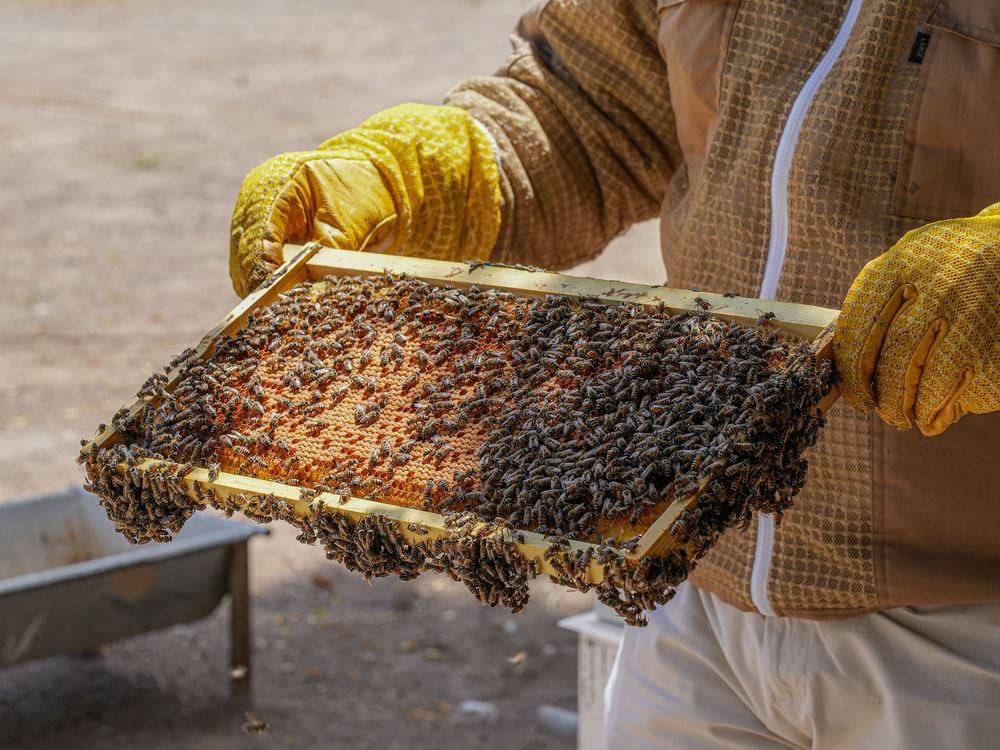 L’ADAFSA lance la production de la 11e génération de reines d’abeilles émiriennes