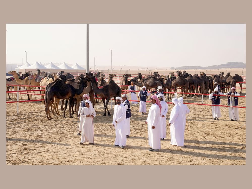 تتويج الفائزين في ثالث أيام مزاينة مدينة زايد بمهرجان الظفرة