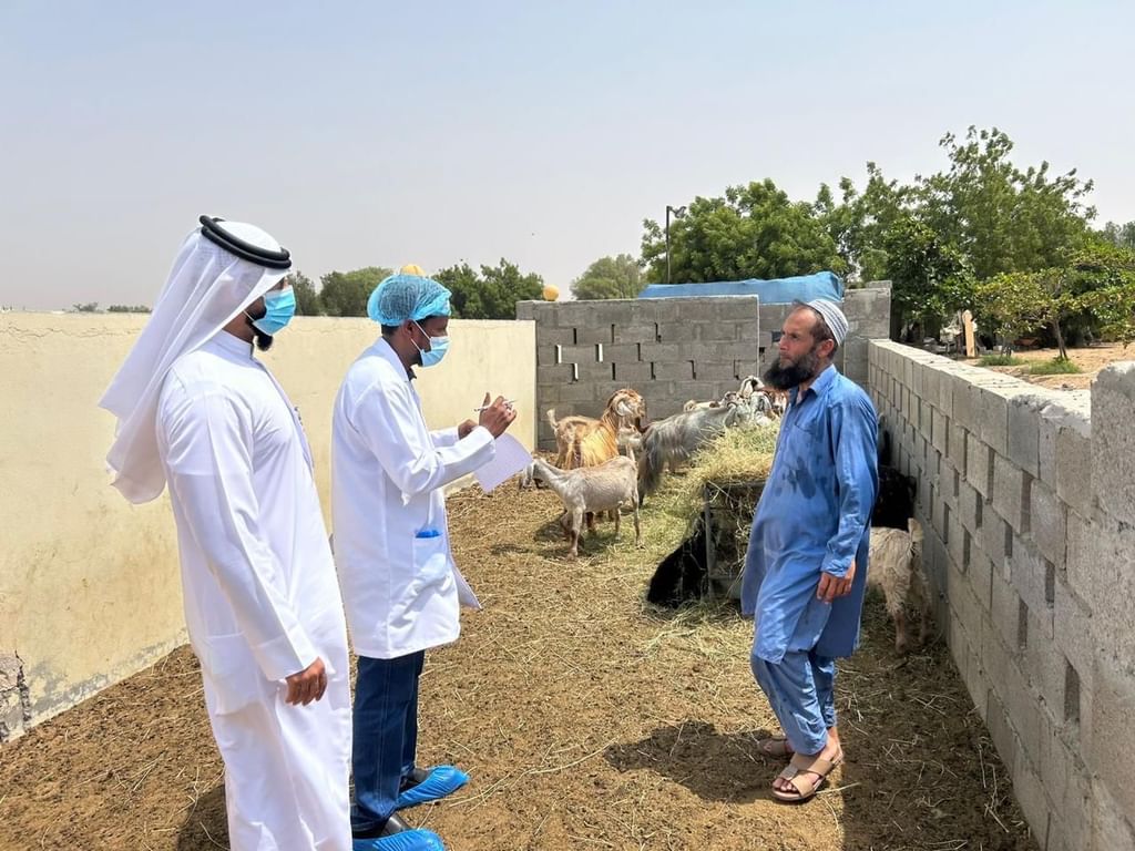 "حلالنا معافي" .. مبادرة لدعم الإنتاج الحيواني في أم القيوين