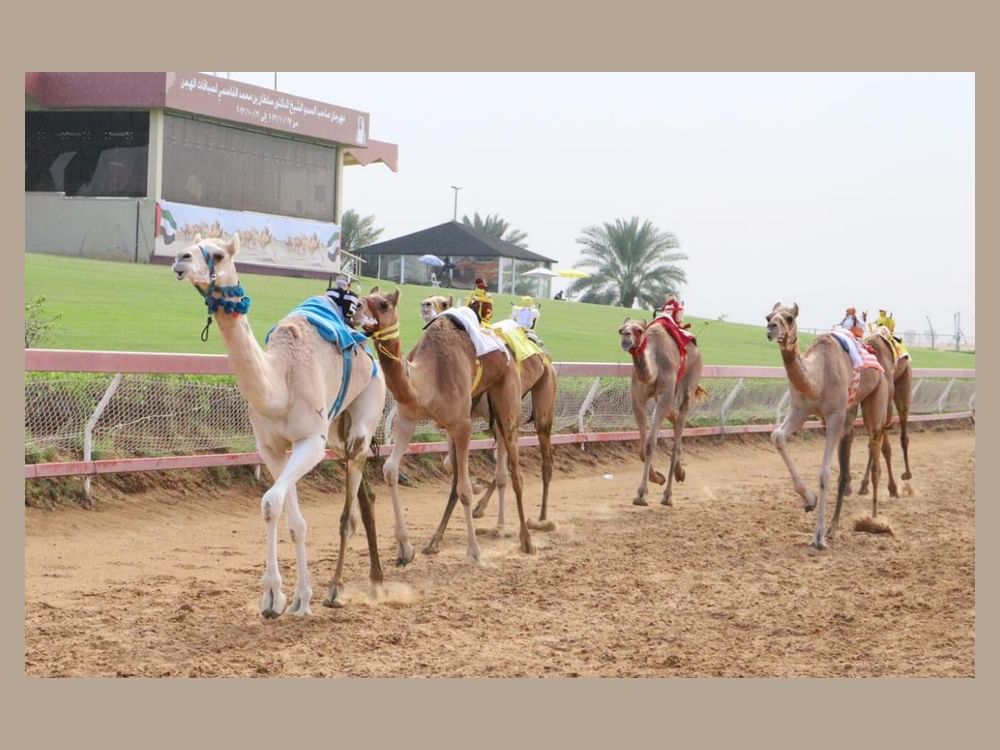 Strong start to Sharjah Ruler's Purebred Arabian Camel Festival