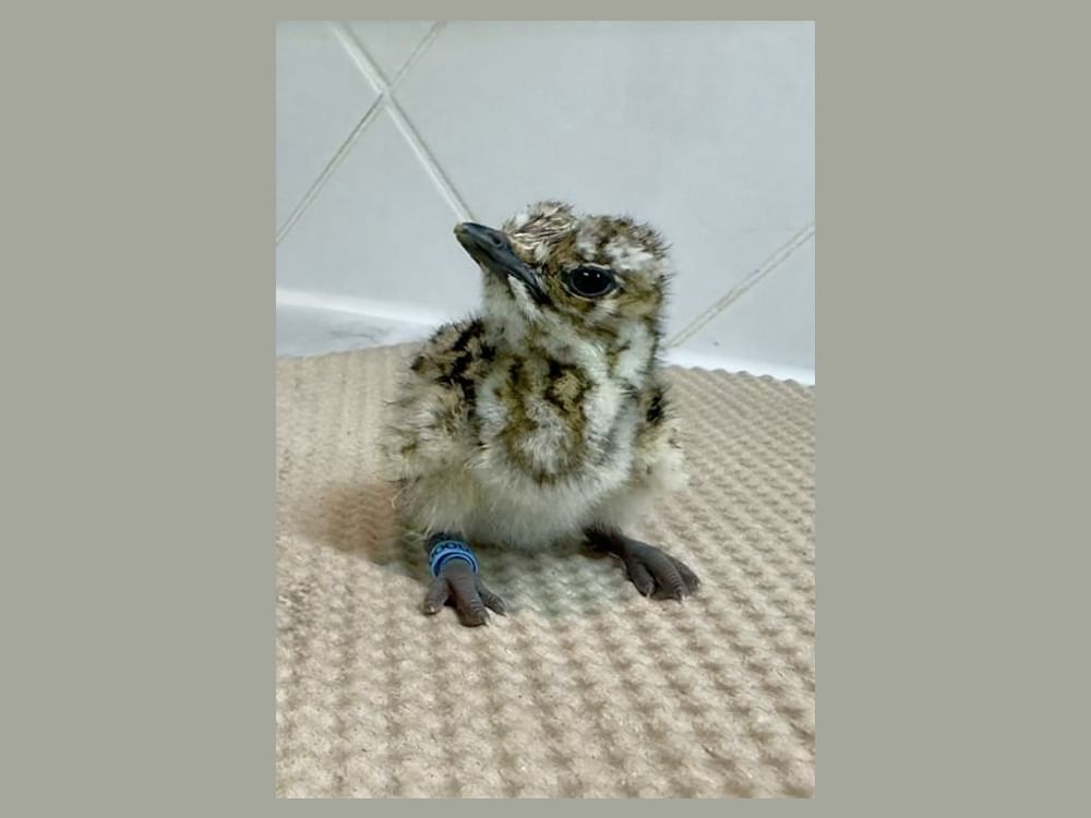 National Avian Research Centre hatches first Asian houbara chick of 2025–2026 season through artificial incubation
