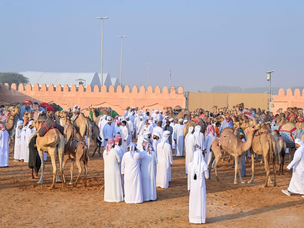 انطلاق منافسات مزاينة سويحان أولى محطات مهرجان الظفرة