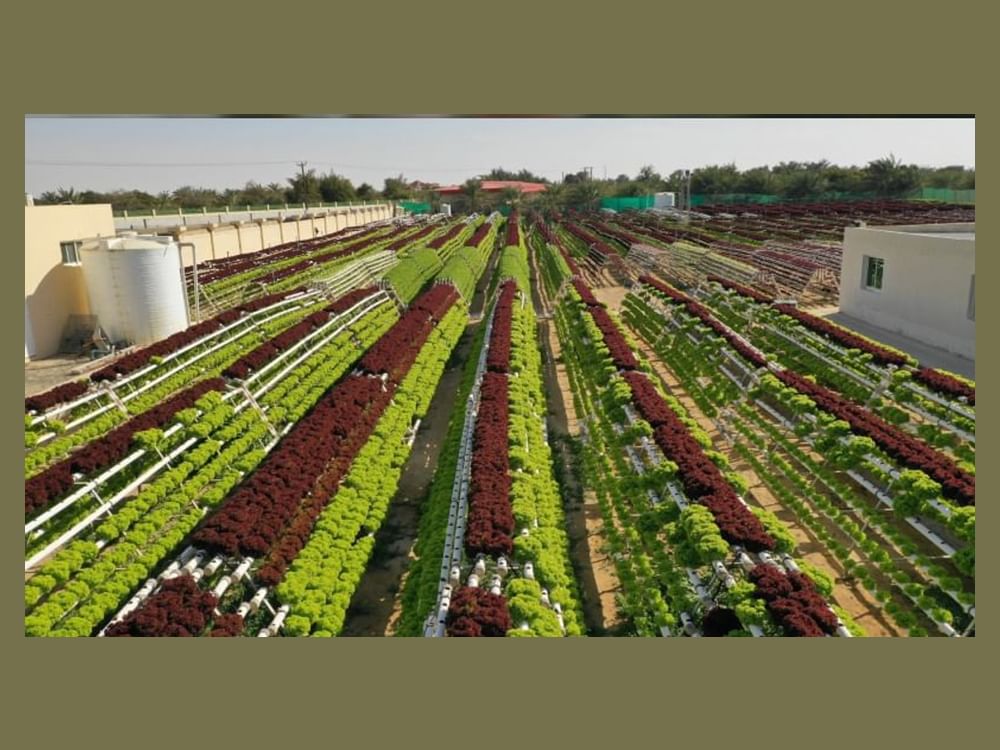 من الإنتاج إلى الأسواق العالمية.. الإمارات تعزز تنافسية المنتج الوطني