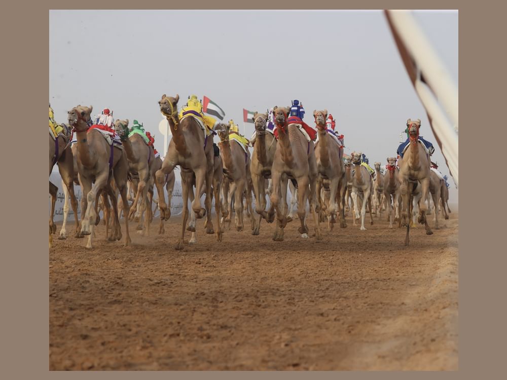   "هملولة" تتألق في فئة "الفطامين" بمهرجان العين لسباقات الهجن 