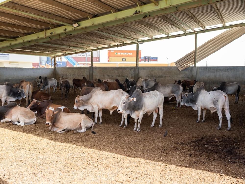 Ministry of Climate Change & Environment announces readiness for Eid Al Adha
