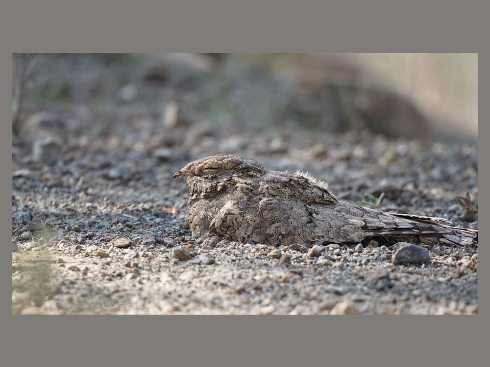 "وادي الوريعة" تسجل عودة طائر السبد المصري بعد غياب 5 سنوات