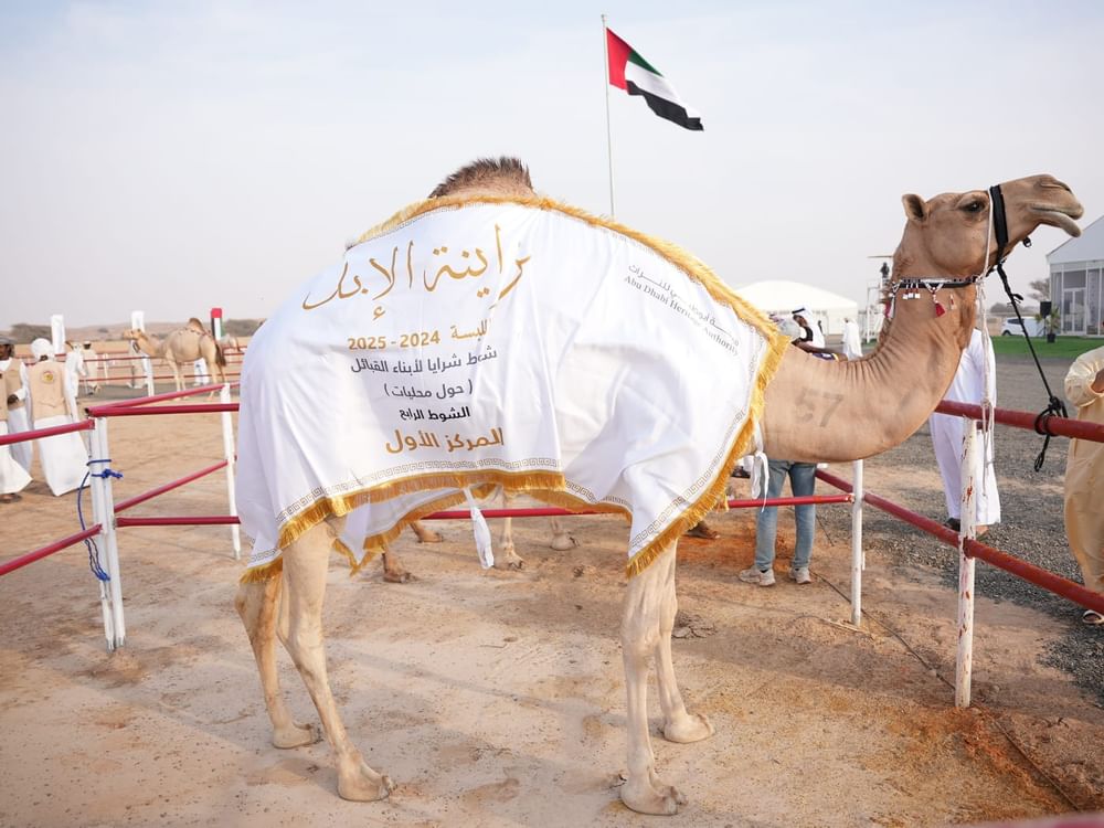550 مشاركا في مزاينة الإبل بـ"مهرجان محمد بن زايد لسباقات الهجن"