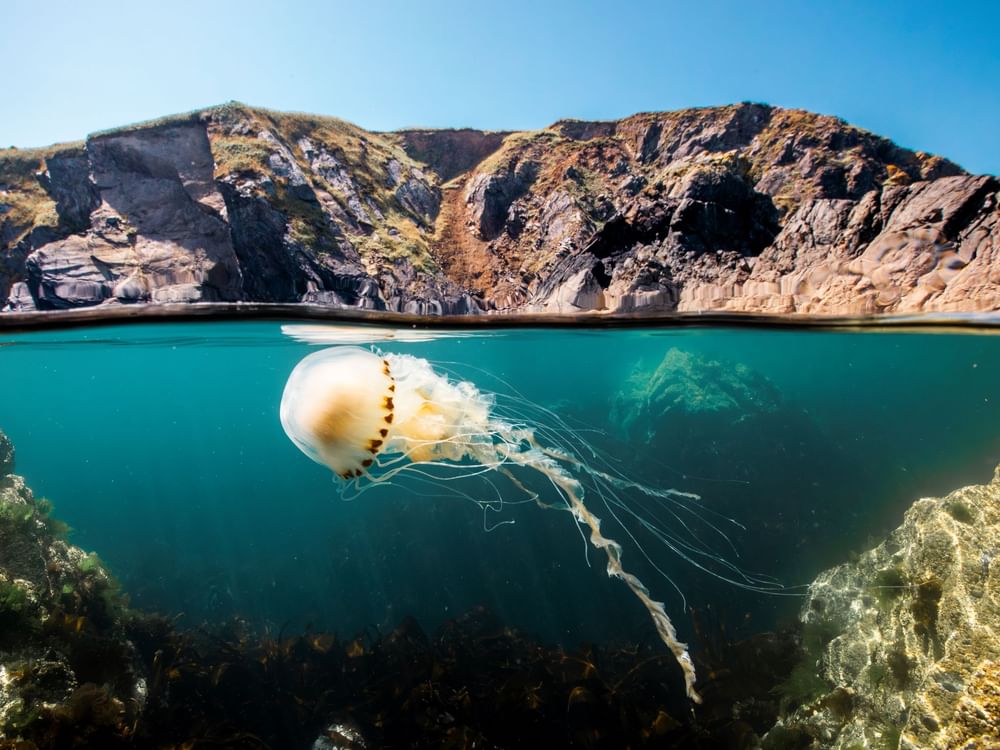 World Future Energy Summit 2026, IMI Media Group to present daily screenings of David Attenborough’s award-winning Ocean