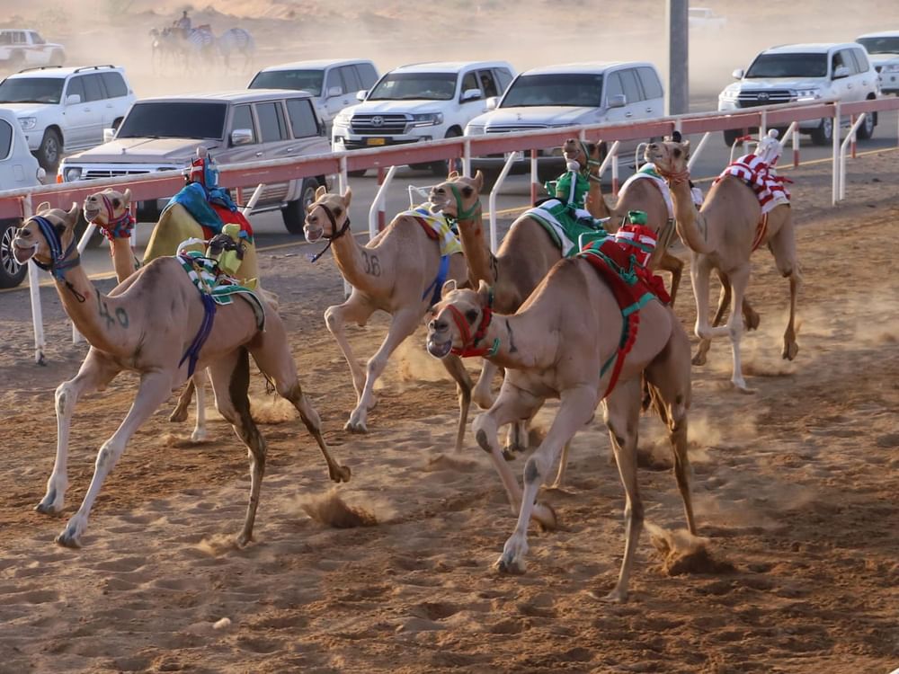 تواصل منافسات الهجن بميدان الذيد