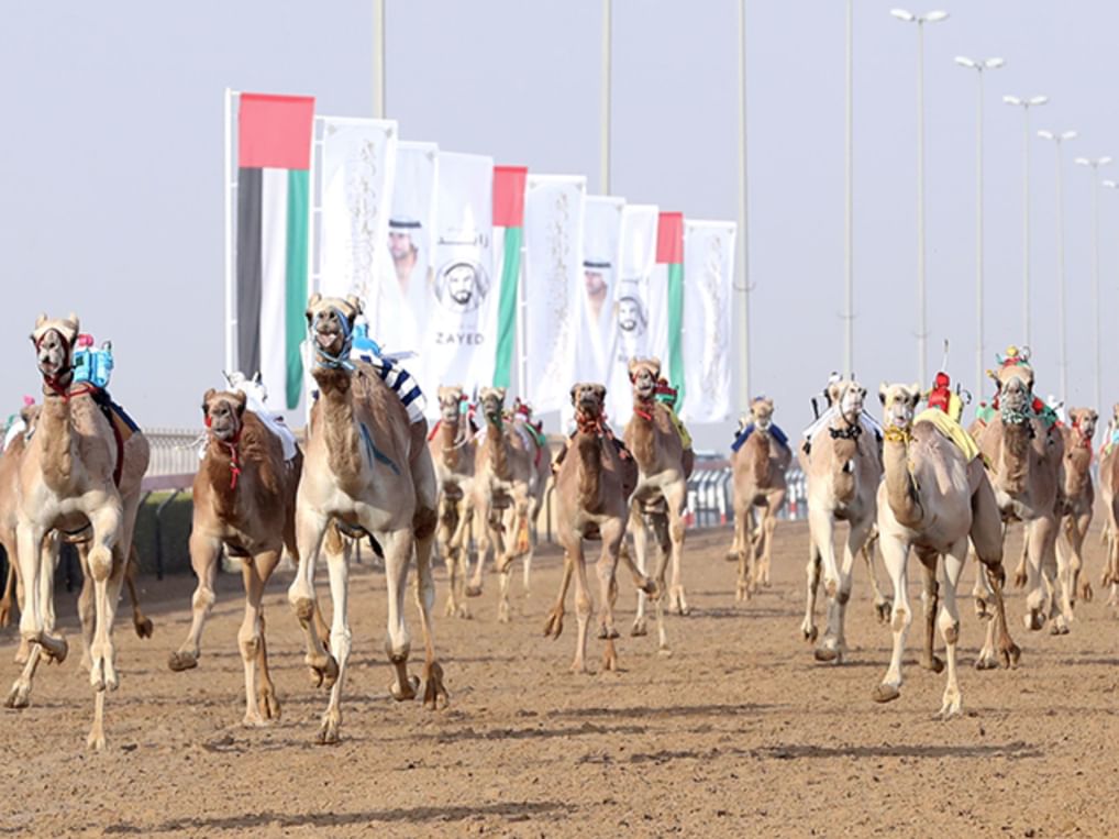 مهرجان المرموم.. ملحمة سنوية تُجسد الأصالة الإماراتية