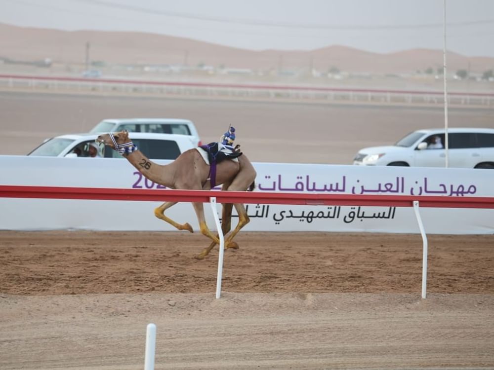 "التمهيدي الثالث" في مهرجان العين لسباقات الهجن ينطلق غدا 