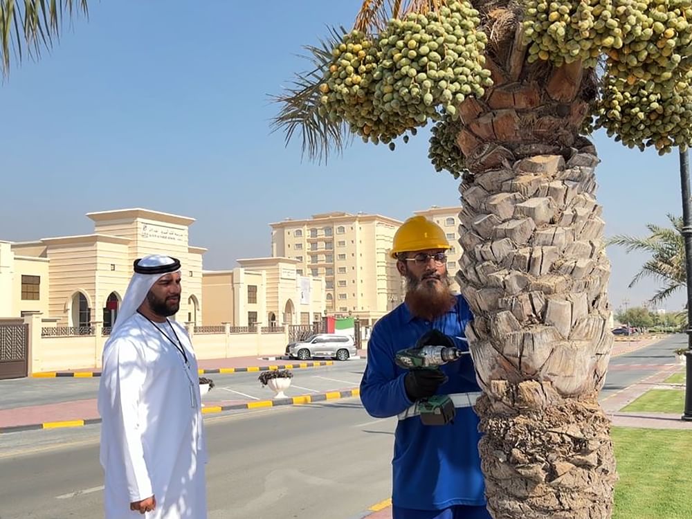 Dibba Al Hisn launches palm tree inventory project