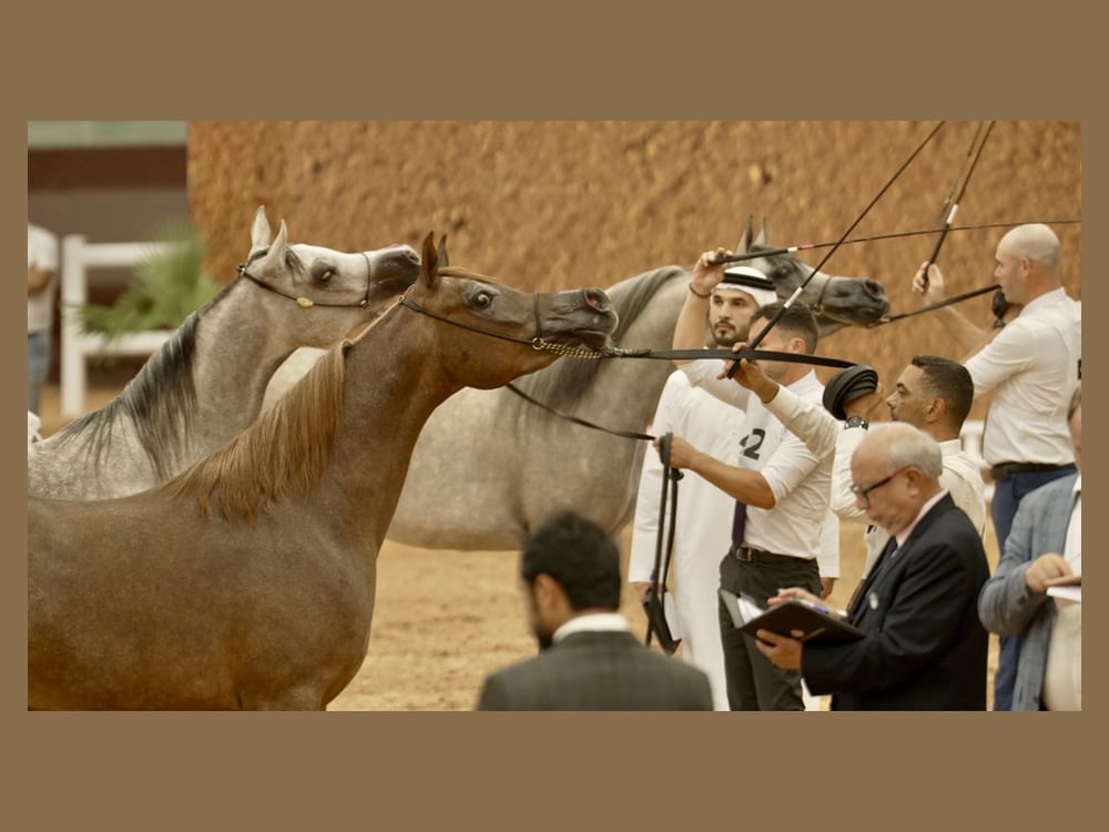 برعاية منصور بن زايد.. 171 خيلاً تشارك غداً في كأس الإمارات العالمي لجمال الخيل العربية بالمغرب