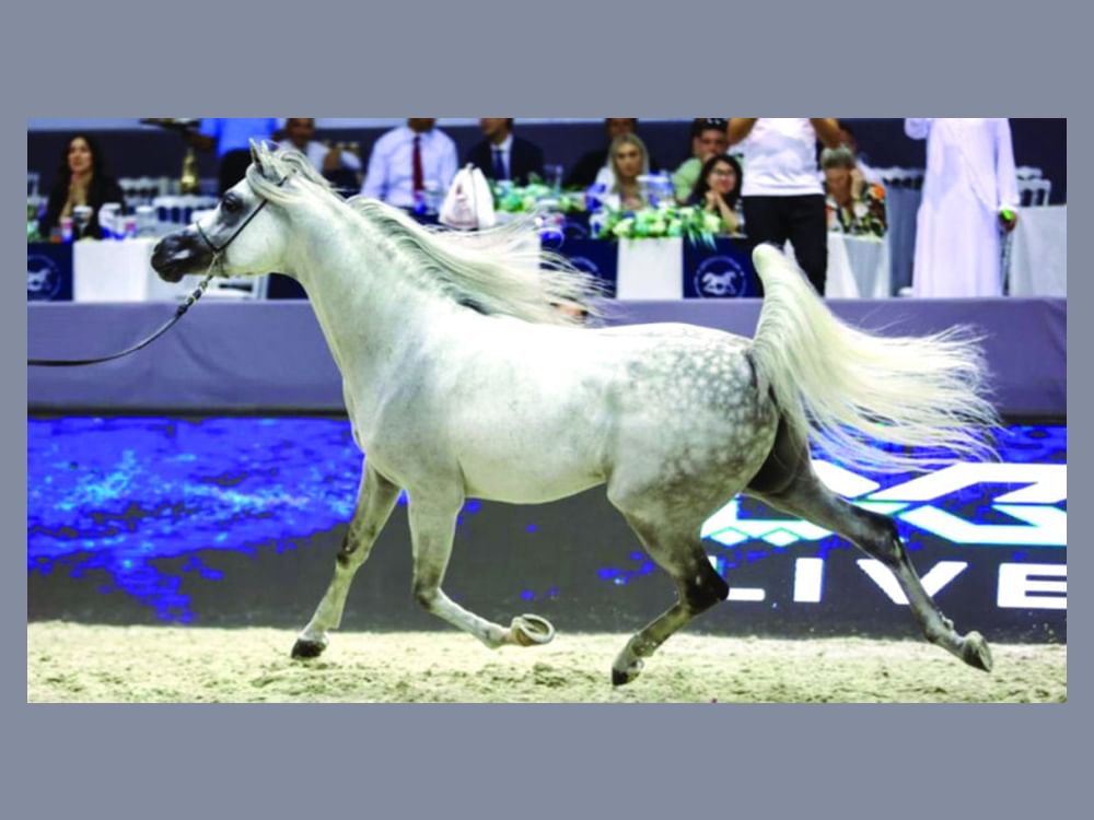 تألق خيول الإمارات في دولية دبي للجواد العربي بنسختها الـ22