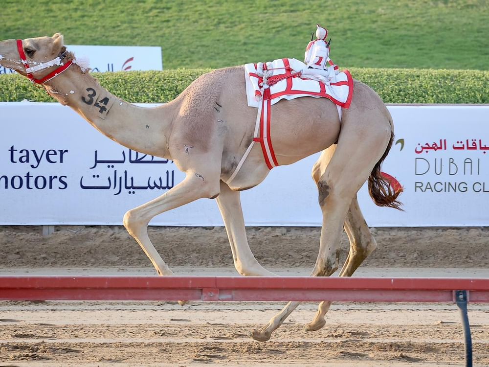 "مزنه" تتوج بكأس ولي عهد دبي للهجن الثنايا الأبكار