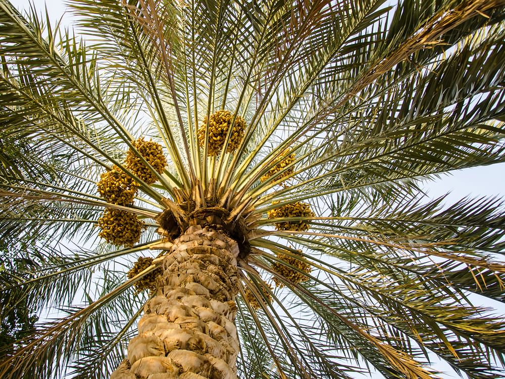 "أبوظبي للزراعة" تنفذ برامج مبتكرة لتطوير قطاع النخيل وتعزيز استدامته