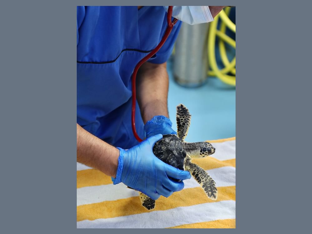 Sea turtle conservation project makes ecological, awareness gains ...