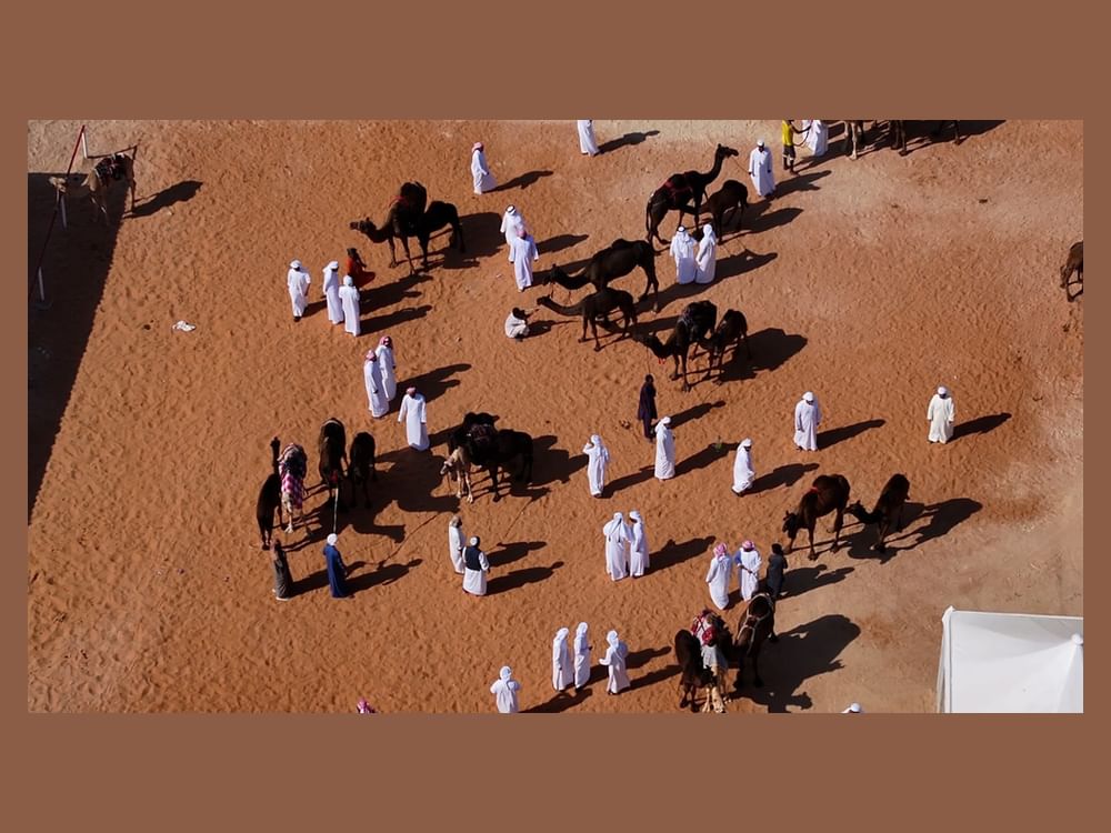 ملاك الإبل يتوافدون إلى مزاينة سويحان بمهرجان الظفرة مع بدء المنافسات