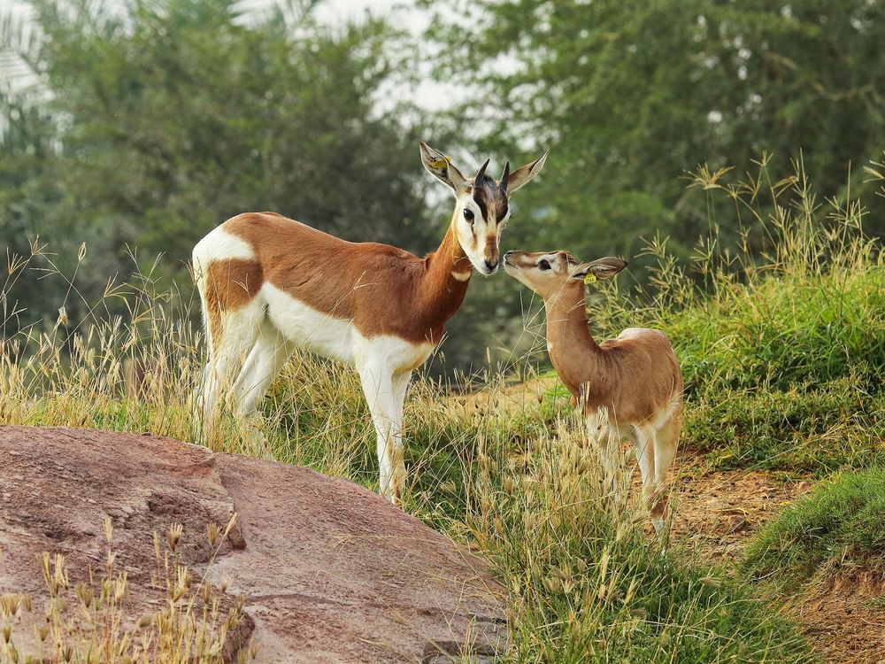 Al Ain Zoo records 390 animal births in 2025
