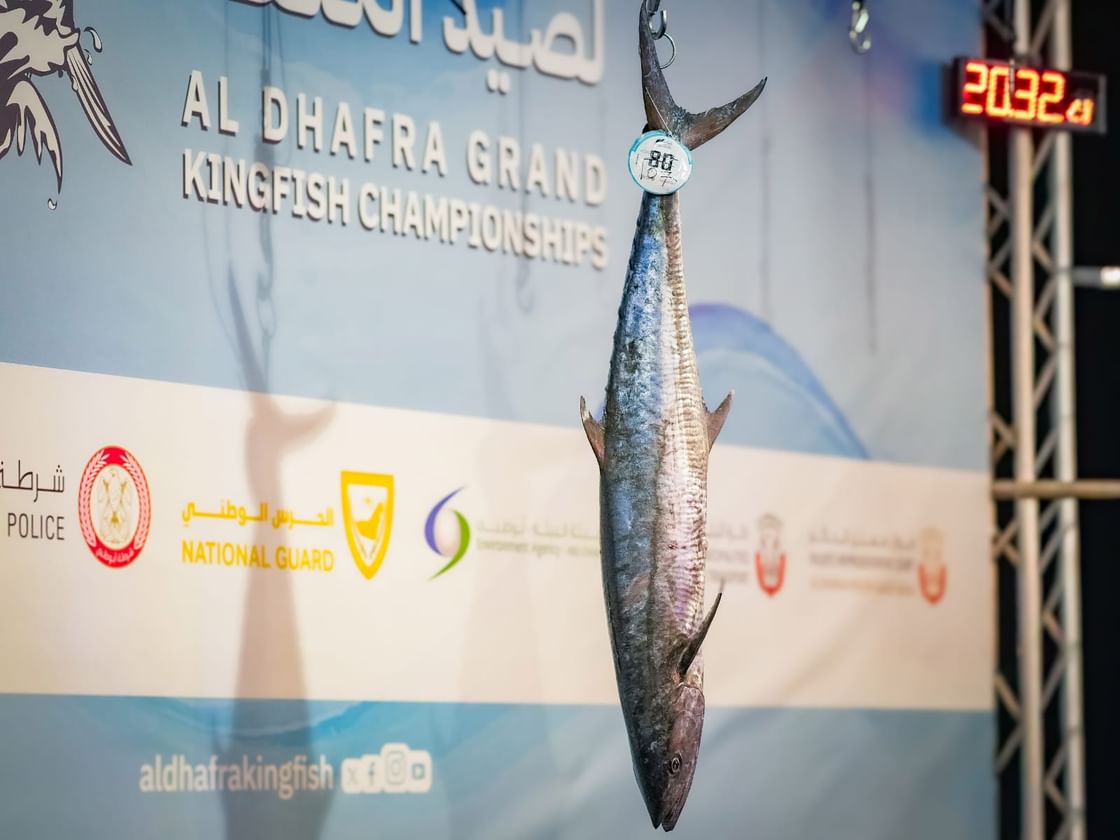 بطولات الظفرة الكبرى لصيد الكنعد تفتح باب التسجيل لمحطتها الثانية