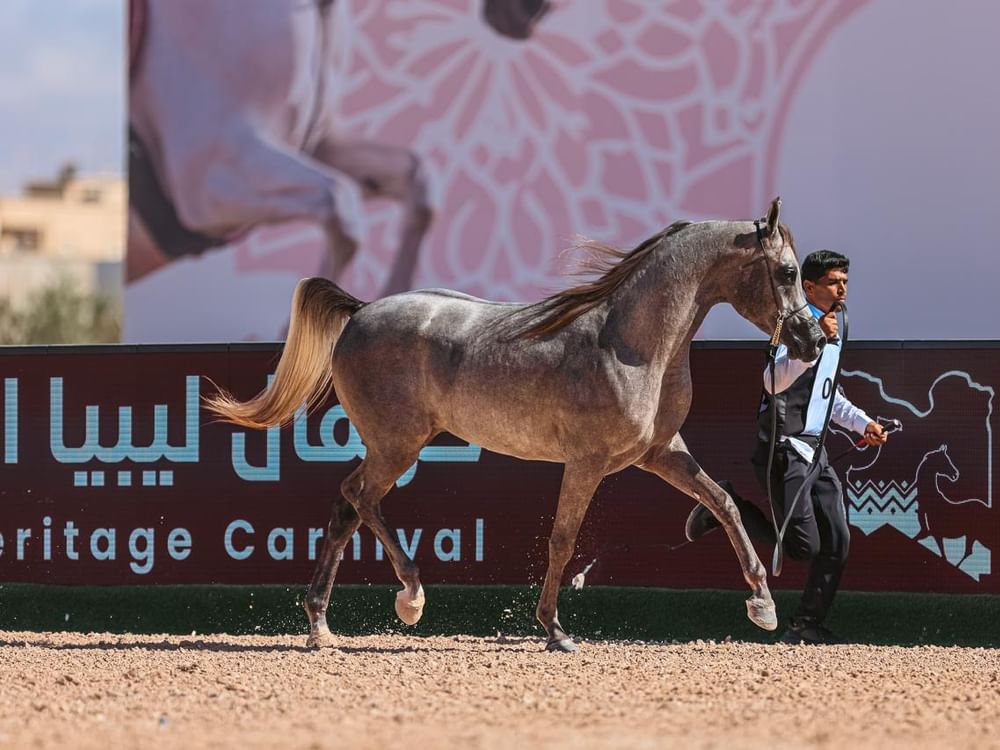 بتنظيم إماراتي .. بطولة الوطن لجمال الخيل العربية تختتم فعالياتها في بنغازي