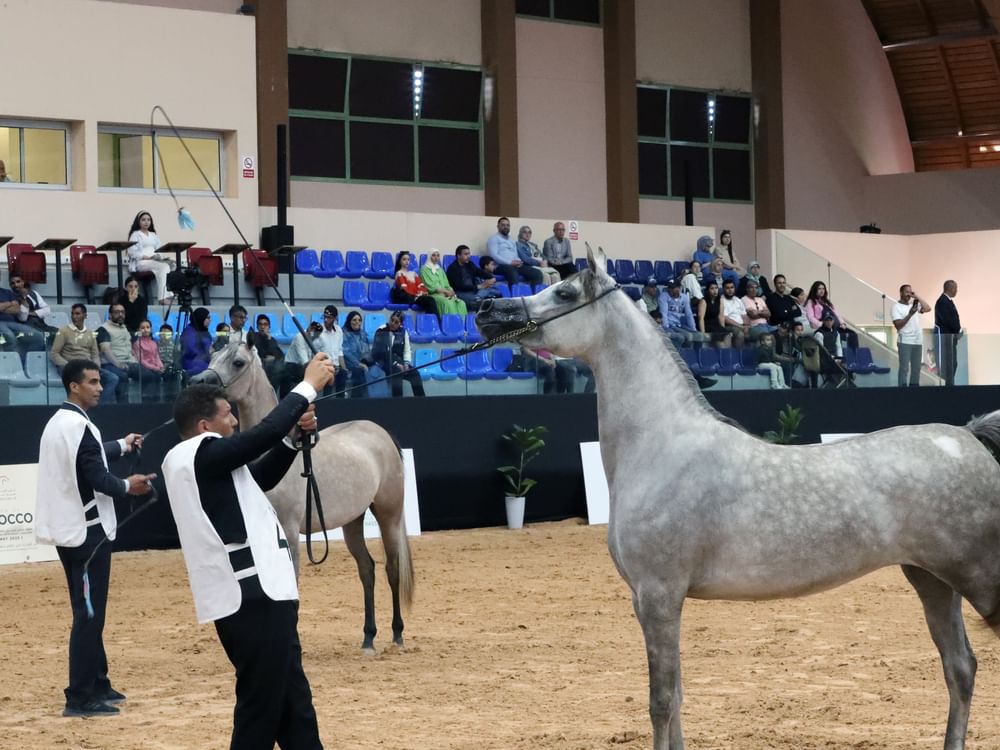 خيول "الحريسة الملكية بوزنيقة" تتألق في ختام كأس الإمارات العالمي لجمال الخيل العربية بالمغرب