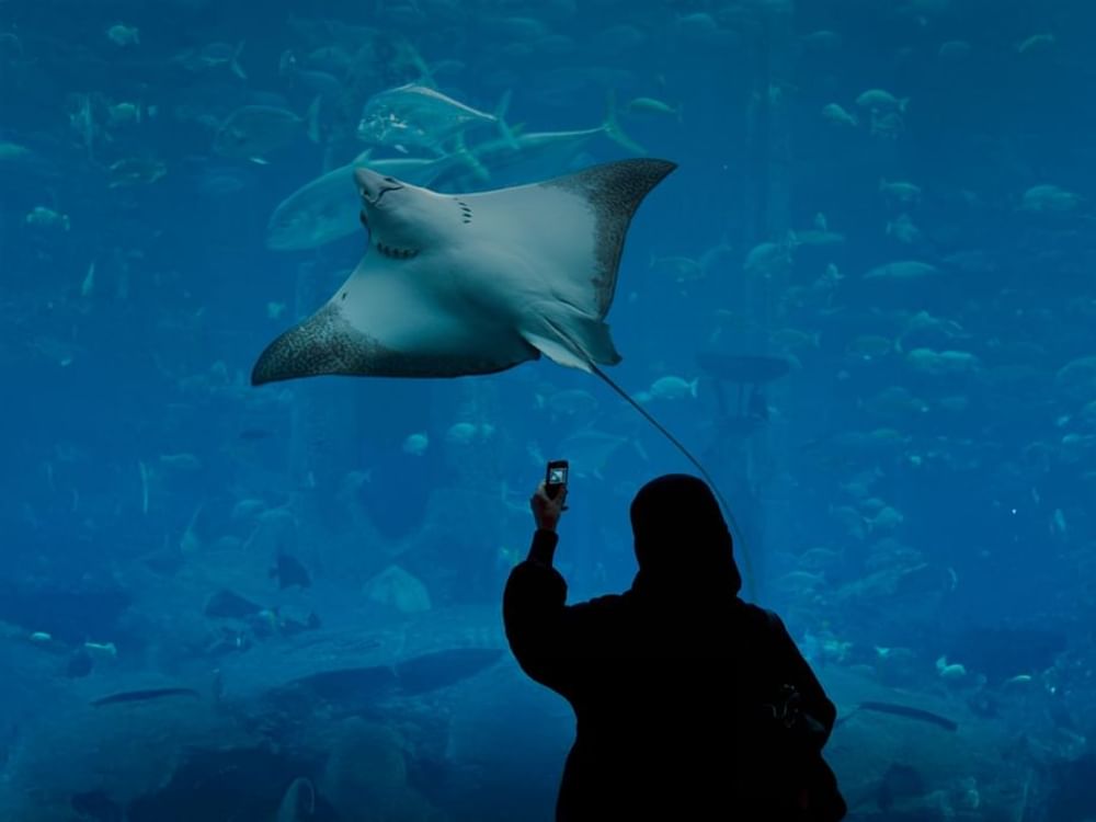 Abu Dhabi wins bid to host International Aquarium Congress in 2030