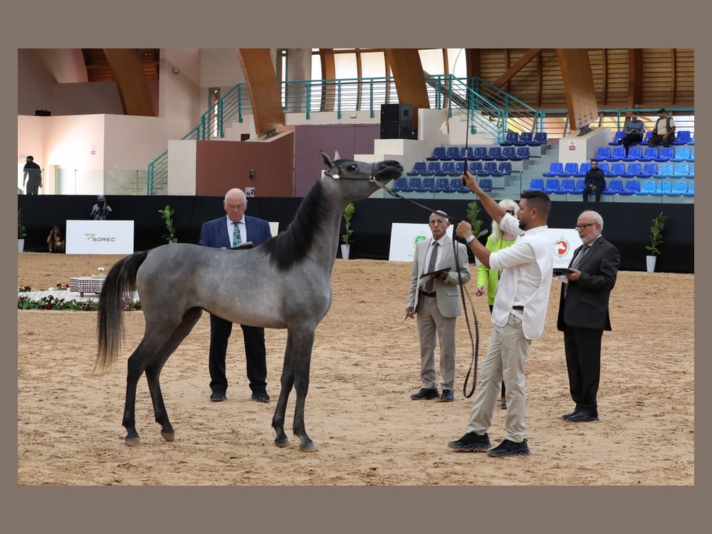 منافسات قوية في اليوم الأول لكأس الإمارات العالمي لجمال الخيل العربية بالمغرب