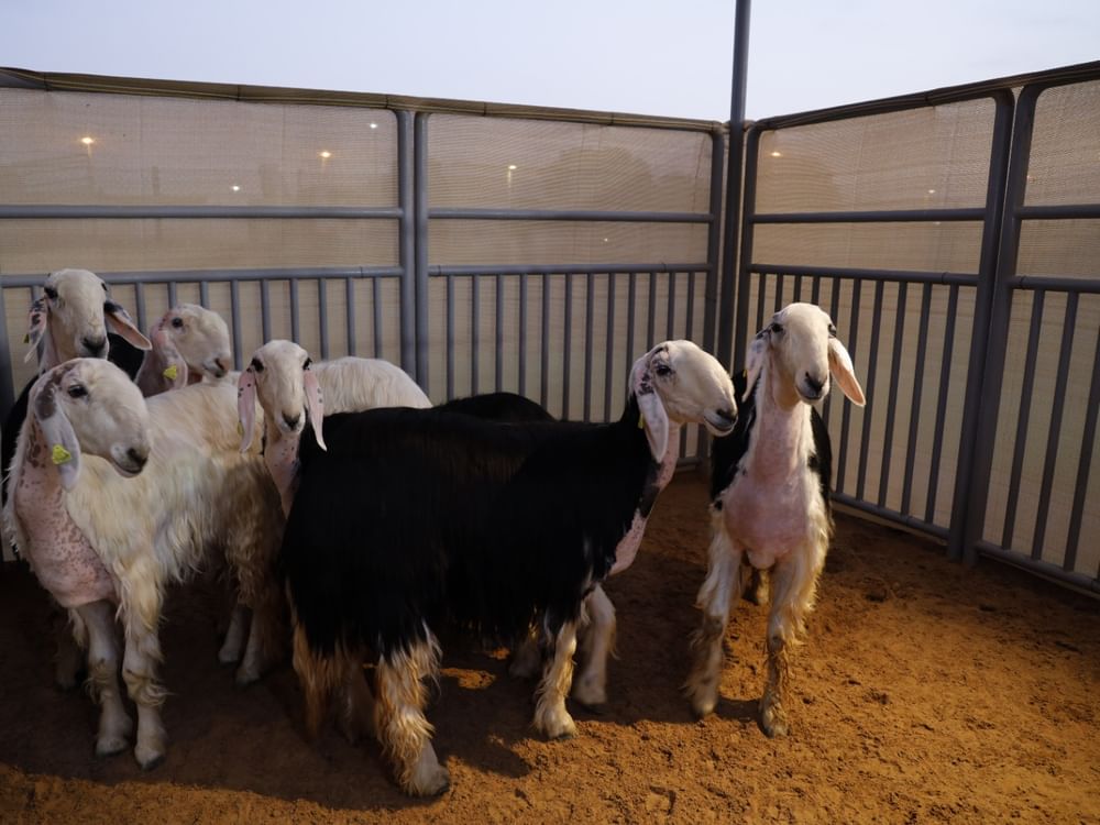 Livestock Festival honours 25 winners in 'Best Breeds' competition