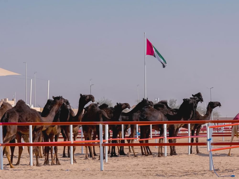 المحطة الختامية لمهرجان الظفرة بدورته الـ 19 تنطلق غدا