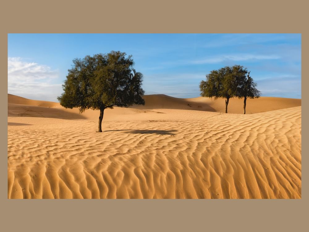 هيئة البيئة - أبوظبي و"إكبا" يستكملان أول دراسة على مستوى الدولة حول التركيب الجينومي لأشجار الغاف