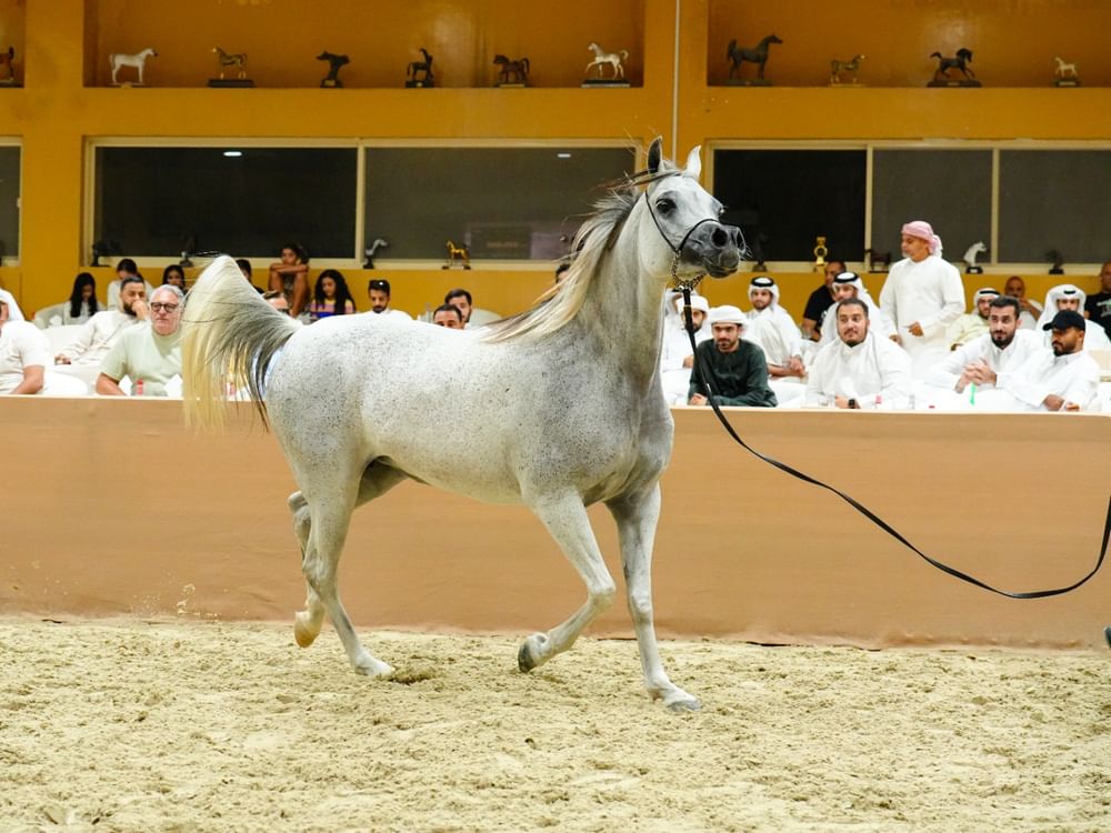 Dubai Arabian Horse Stud auction achieves record sales of AED 17.361 million