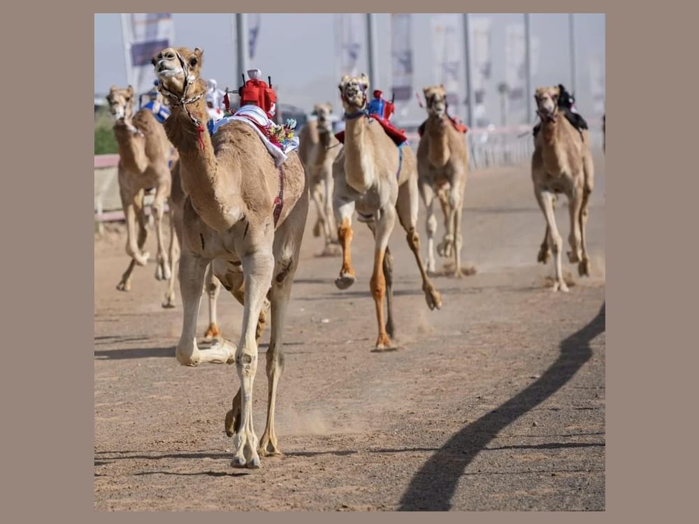 A Guide to the Must-Attend Festivals in Matrouh - Matrouh Camel Racing Festival