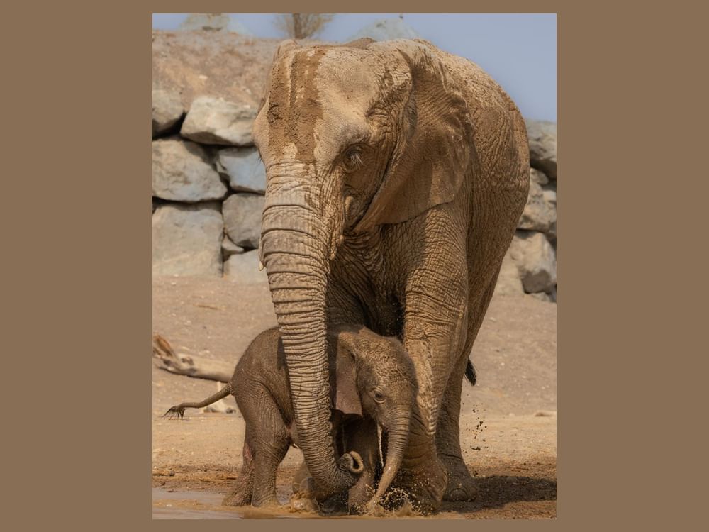Sharjah Safari welcomes its fifth African Savannah elephant; first ring-tailed lemur twins