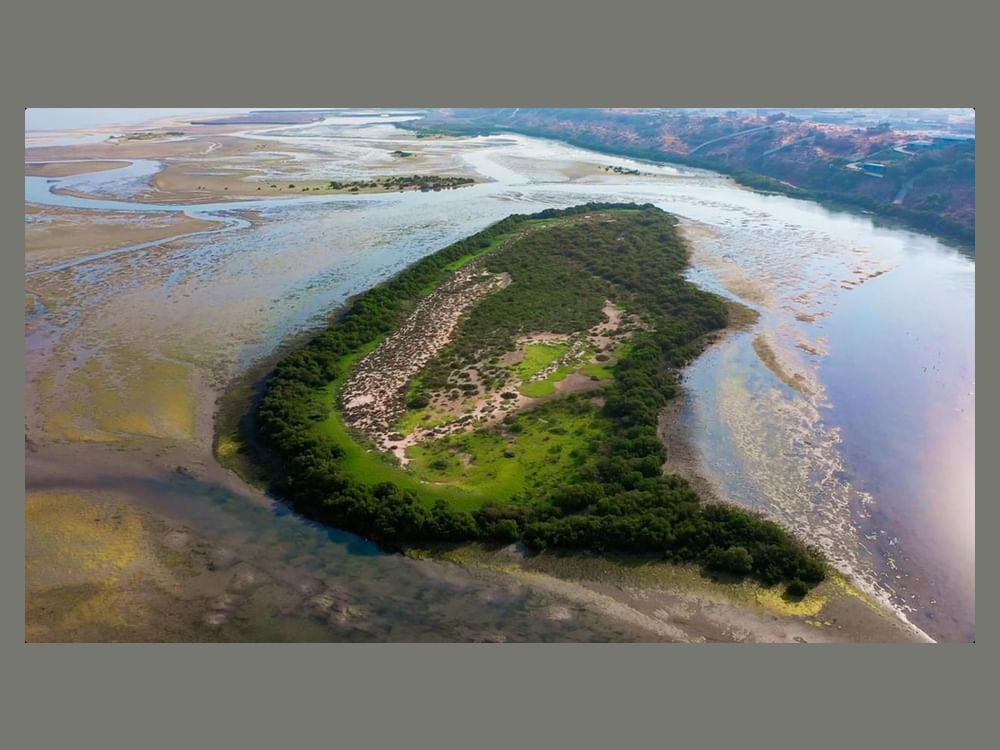 محمية خور المزاحمي ... واجهة الموائل الطبيعة والتنوع البيولوجي في رأس الخيمة