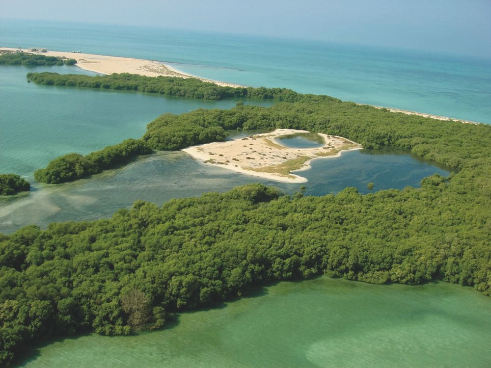 EAD launches mangrove observatory to advance restoration efforts