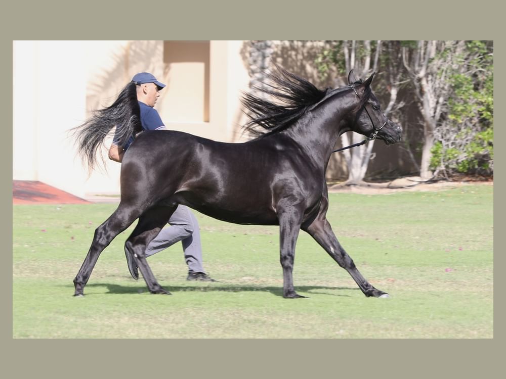 "دي كحيلان" لمربط دبي يفتتح الموسم الأوروبي بذهبية "فيسوفيو" لجمال الخيل العربية
