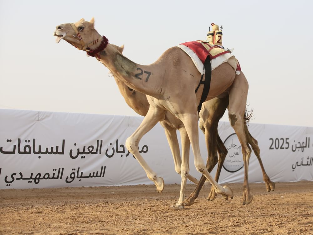 "الشامخة" تتصدر الشوط الرئيسي في اليوم الرابع من مهرجان العين لسباقات الهجن 