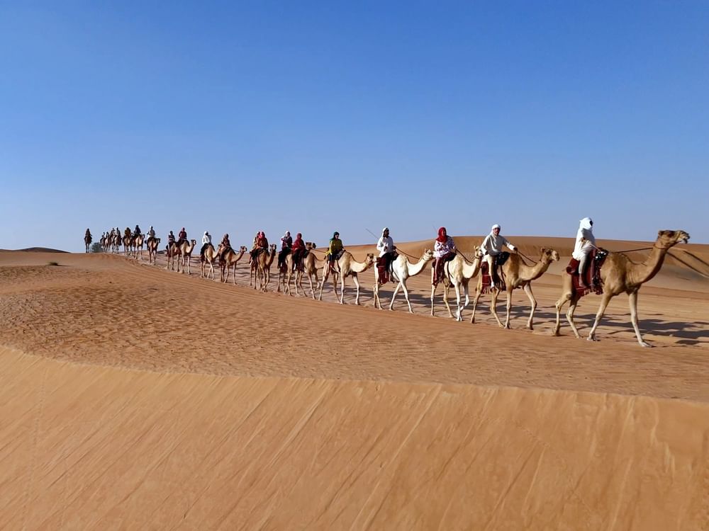 قافلة الهجن الـ 11 تصل محطتها الأخيرة في دبي