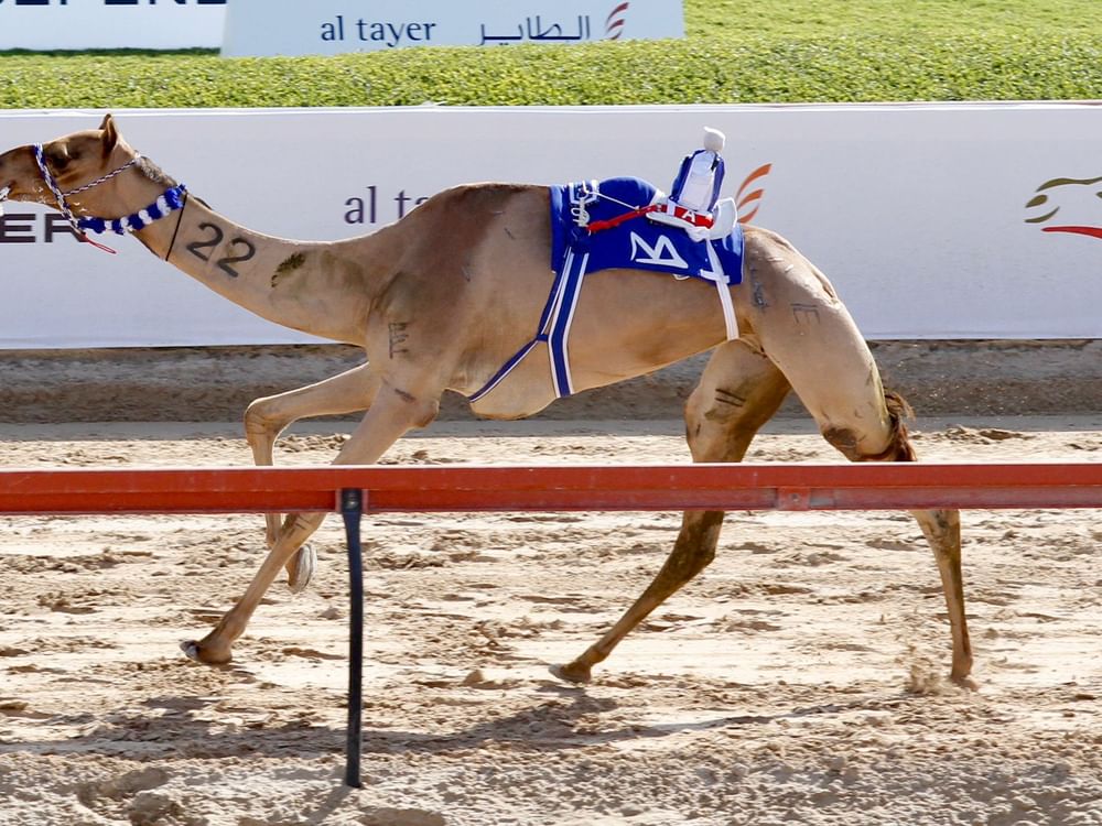 ختام منافسات النسخة التاسعة من مهرجان ولي عهد دبي للهجن