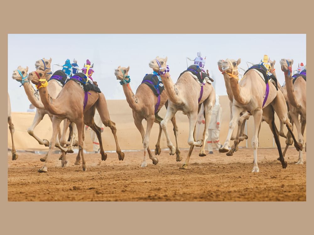تحت رعاية هزاع بن زايد .. المنافسات الختامية للنسخة الثانية من مهرجان العين لسباقات الهجن تنطلق 3 أكتوبر
