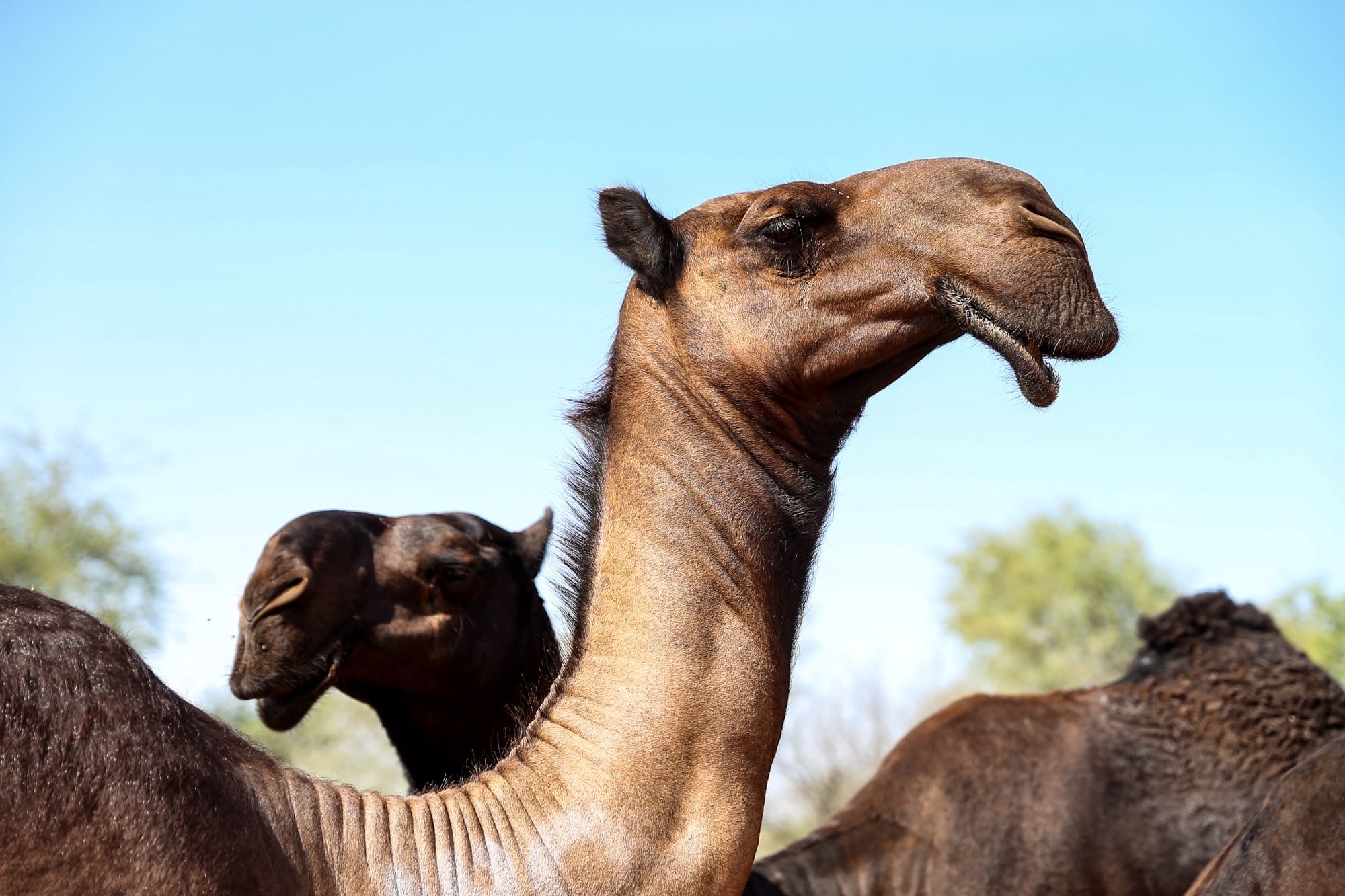 Camel beautiful